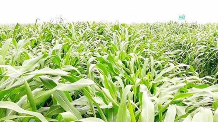 高原风口风力强劲，五年防风实践，苏丹草密植抗风策略，干燥剂辅助储存法