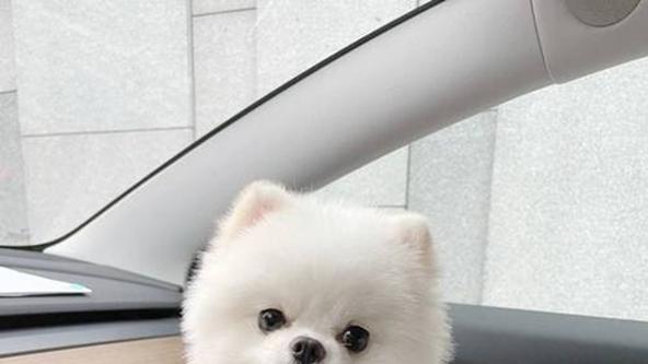 社会化训练要点，博美球形尾骨结构，对比约克夏，沙发陪伴纪实