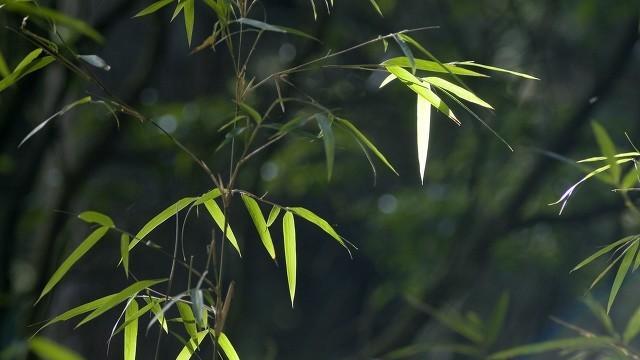 家门口种竹子，真的能让人家富人贵吗？探究古代俗语背后的真相