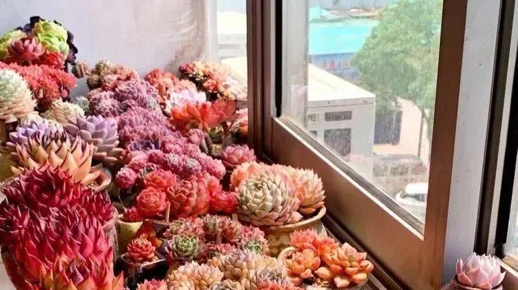 封闭阳台花园的美好与惬意。