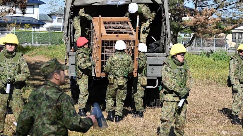 日本熊群频繁闯入居民区发动袭击，防卫省派出自卫队协助应对