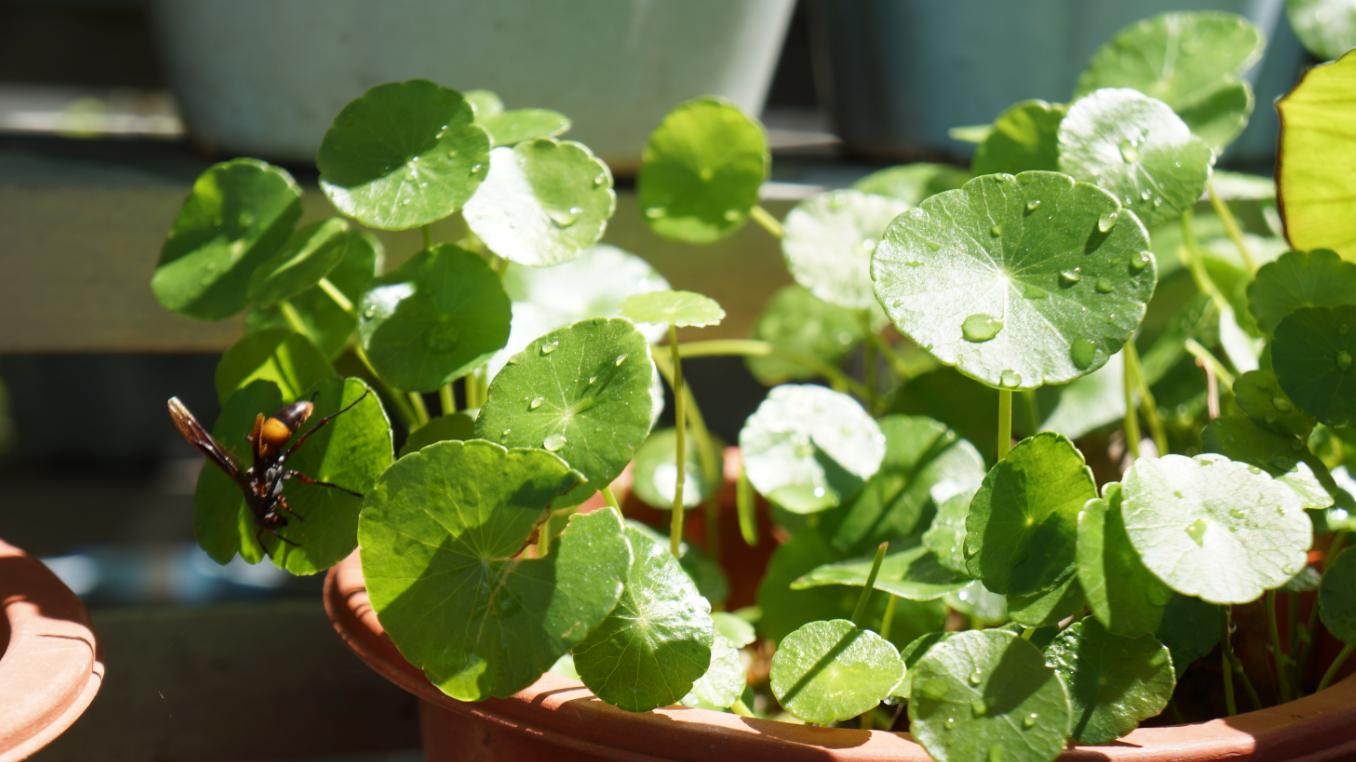 你家的盆栽可能正在“听歌”，还会记仇！科学家揭示植物不为人知的情感世界