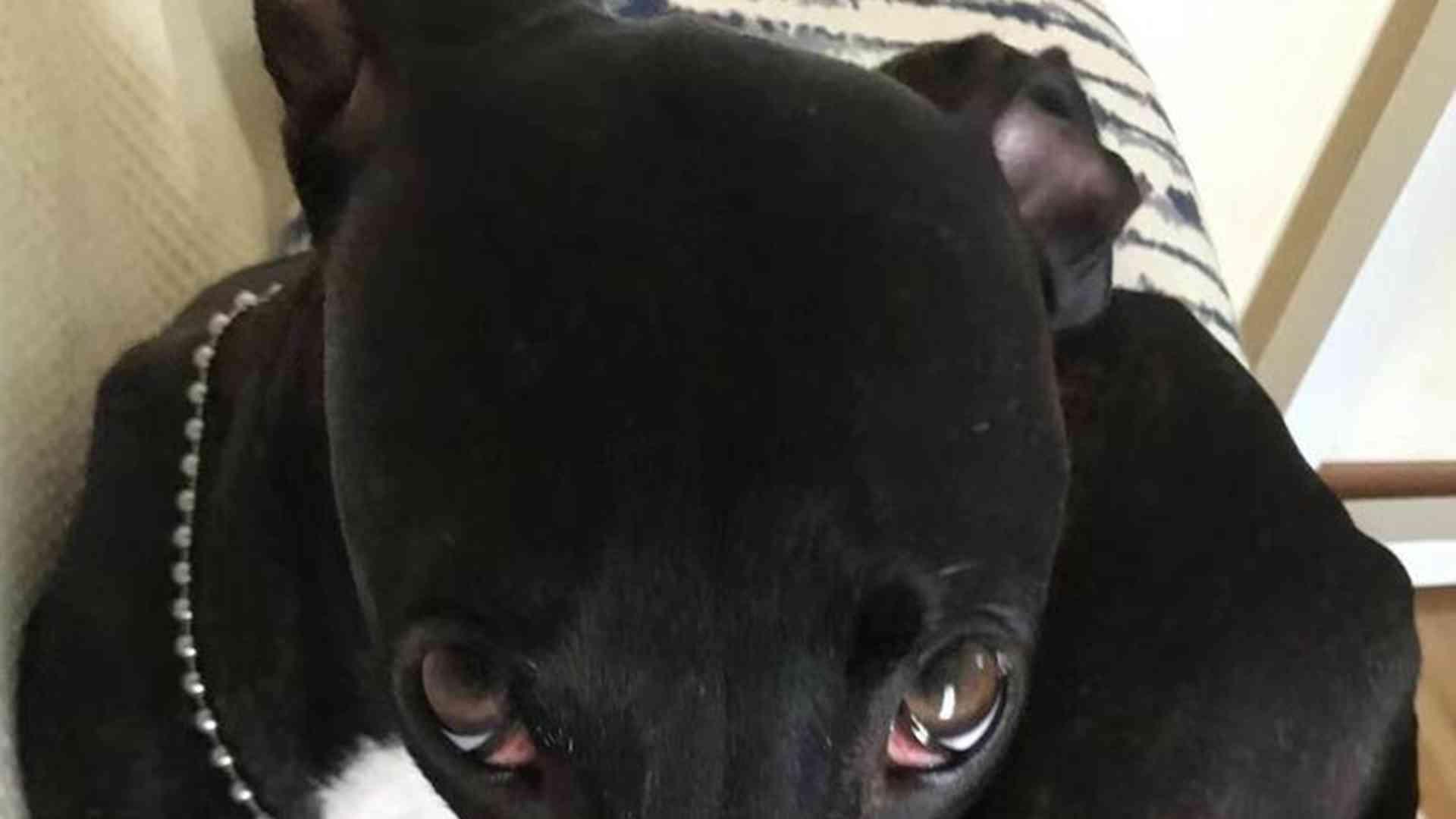 灵缇犬赛道转弯技巧，离心力适应课程，足部着力点调整，外侧肌肉强化