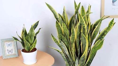 虎皮兰金边退化应对，梅雨季防烂根措施，西南阴湿区办公室，光照补偿方案