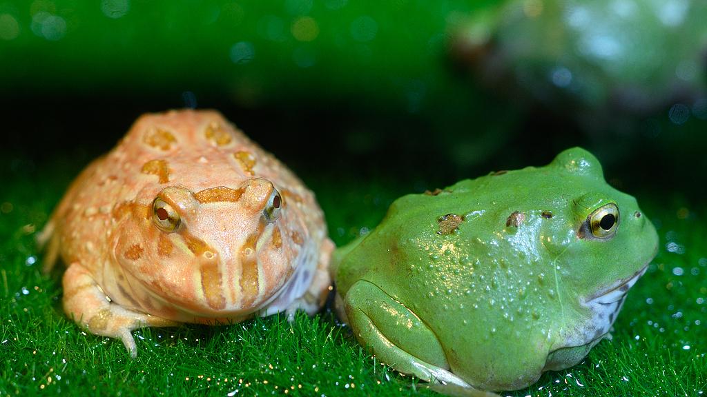 角蛙：一口吞同类的南美掠食蛙
