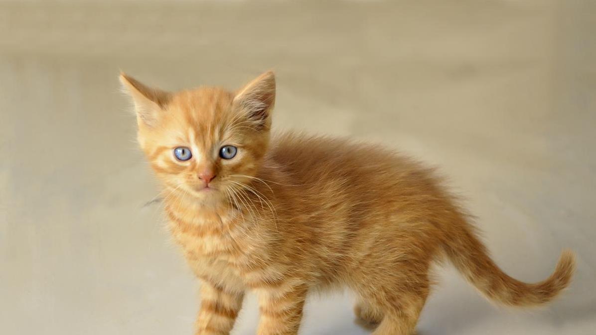 猫咪绦虫会传染给人吗