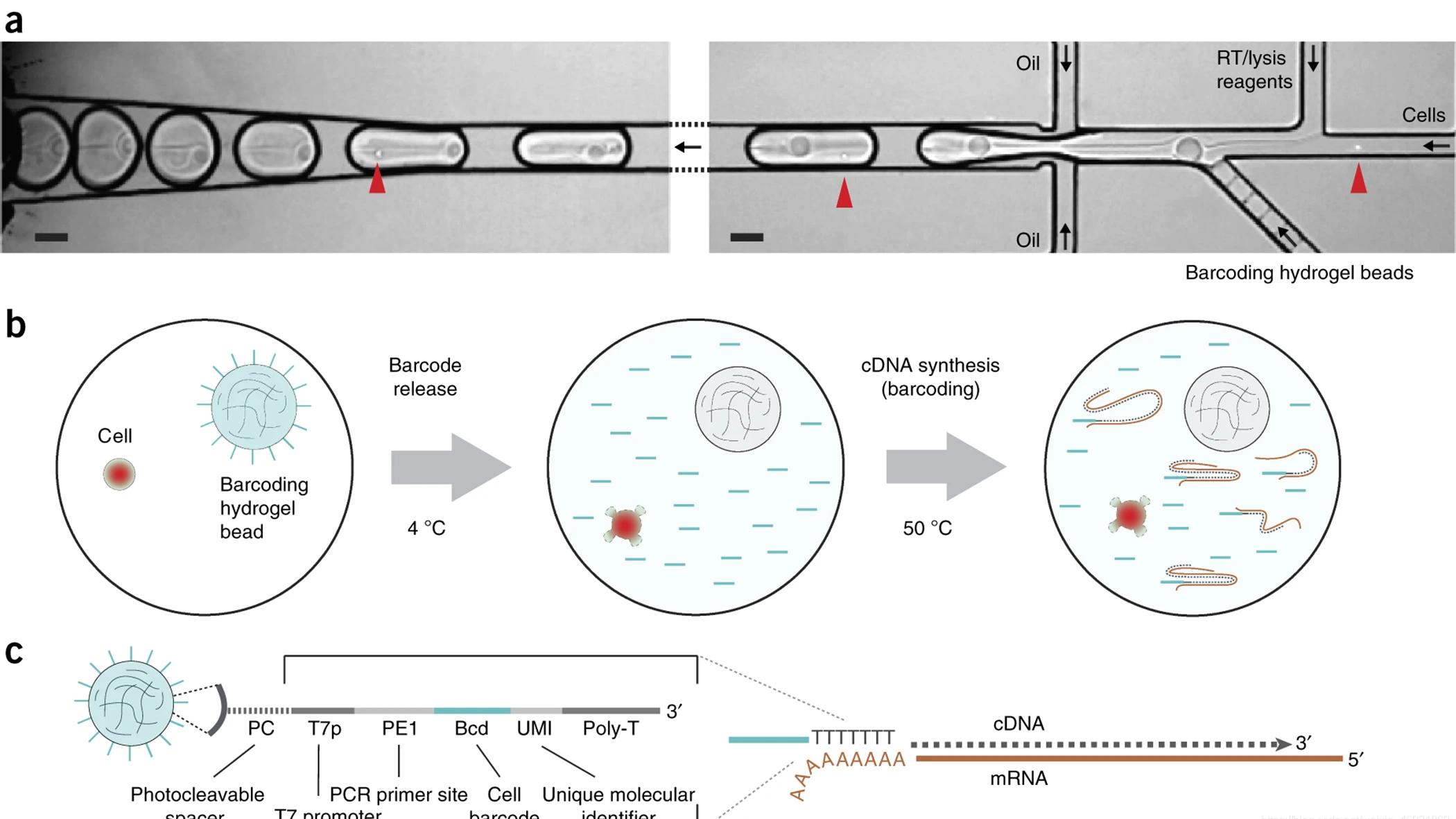 单细胞测序入门：为什么它改变了生物学？