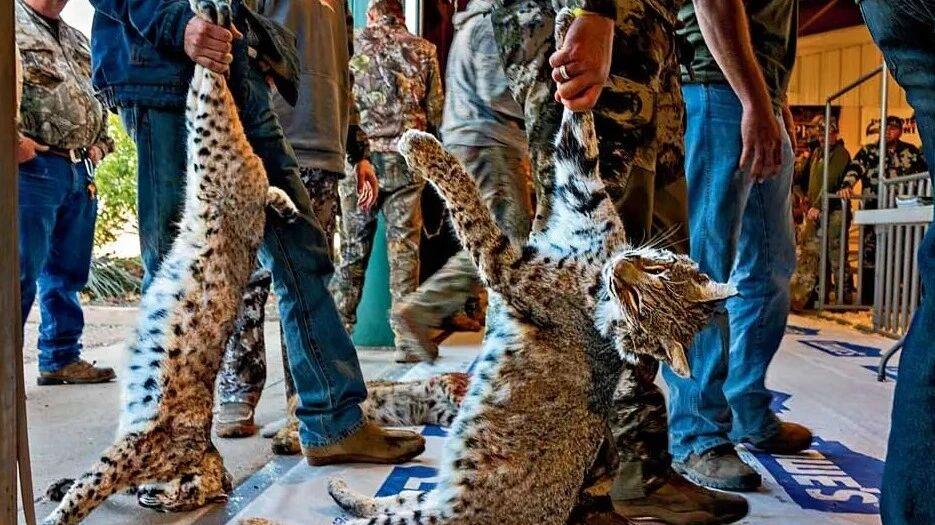 保护得太成功，也是一种烦恼？美国一地区时隔56年重启短尾猫狩猎