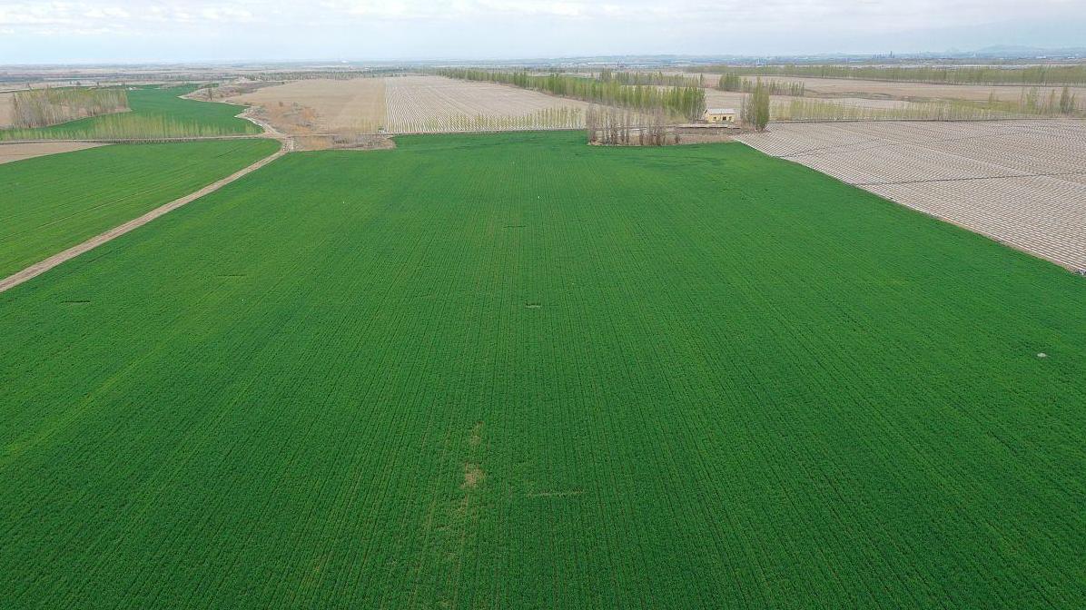 如何让晚茬麦晚种不减收：你需要掌握这几招