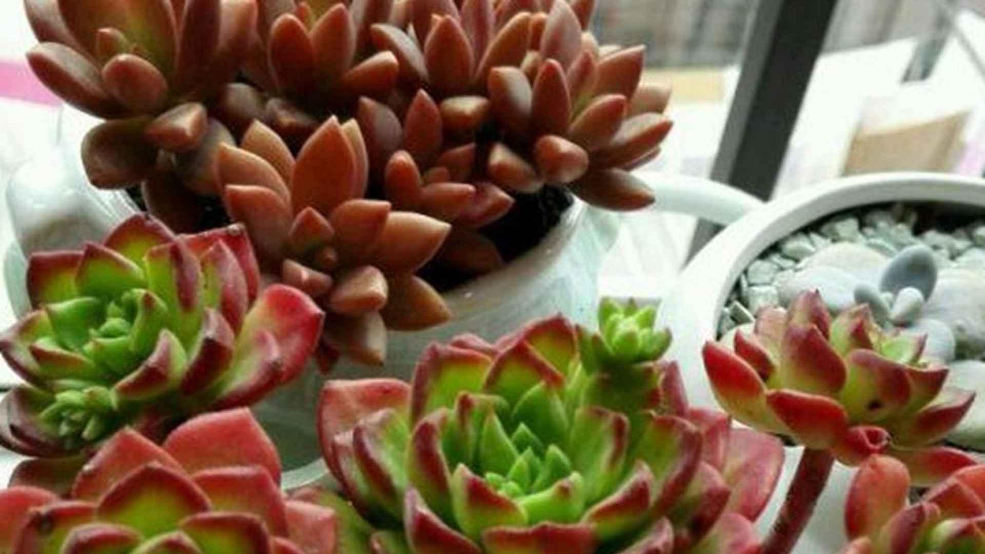 蒂亚悬崖造型，半年塑形计划，商场悬吊绿植，重力牵引技巧