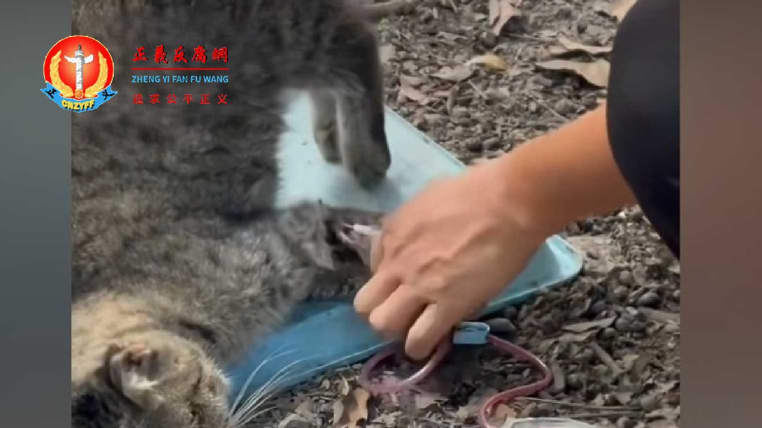 广州动物血库产业曝光，流浪猫被抽干血