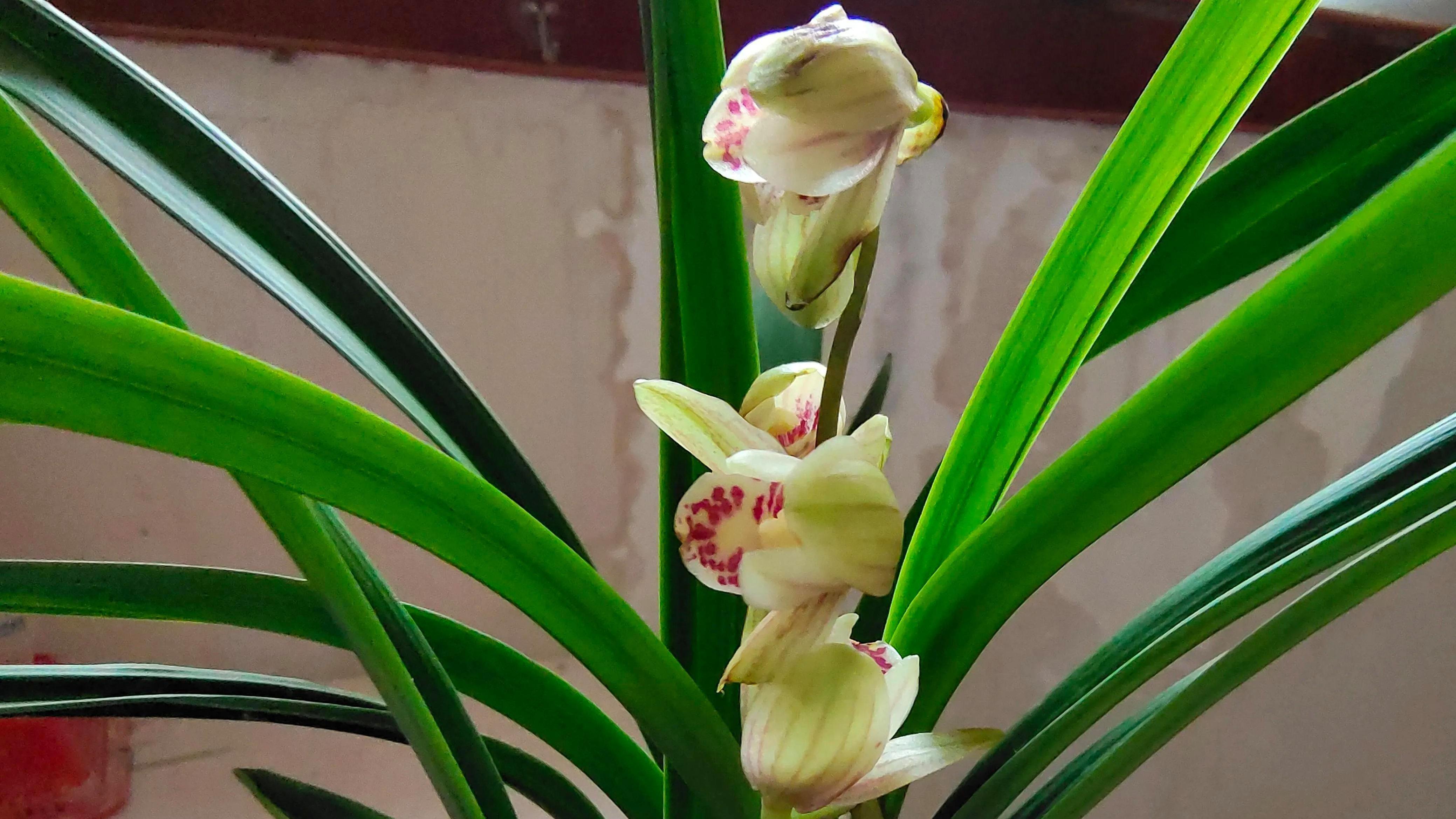 祸兮福之所倚，福兮祸之所伏；世间万物皆是阴阳相生、物壮则老