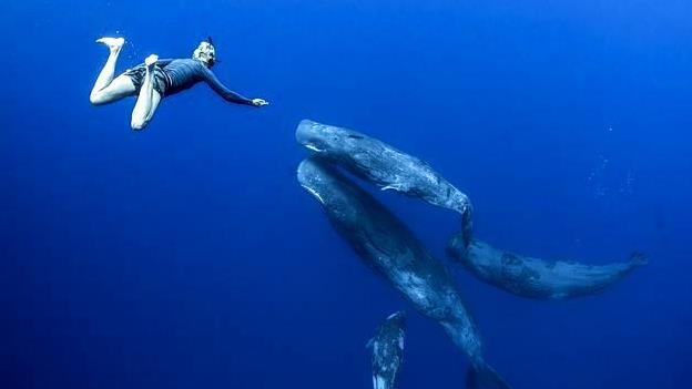 “泰坦号”内爆底裤被扒出？而鲸鱼血肉之躯可下潜3000米