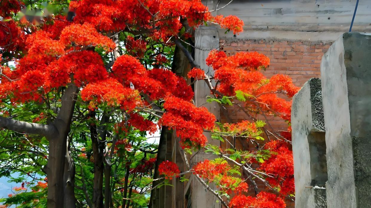 小绿汁凤凰花花期解密：颜色、种植季节及养护技巧全解析