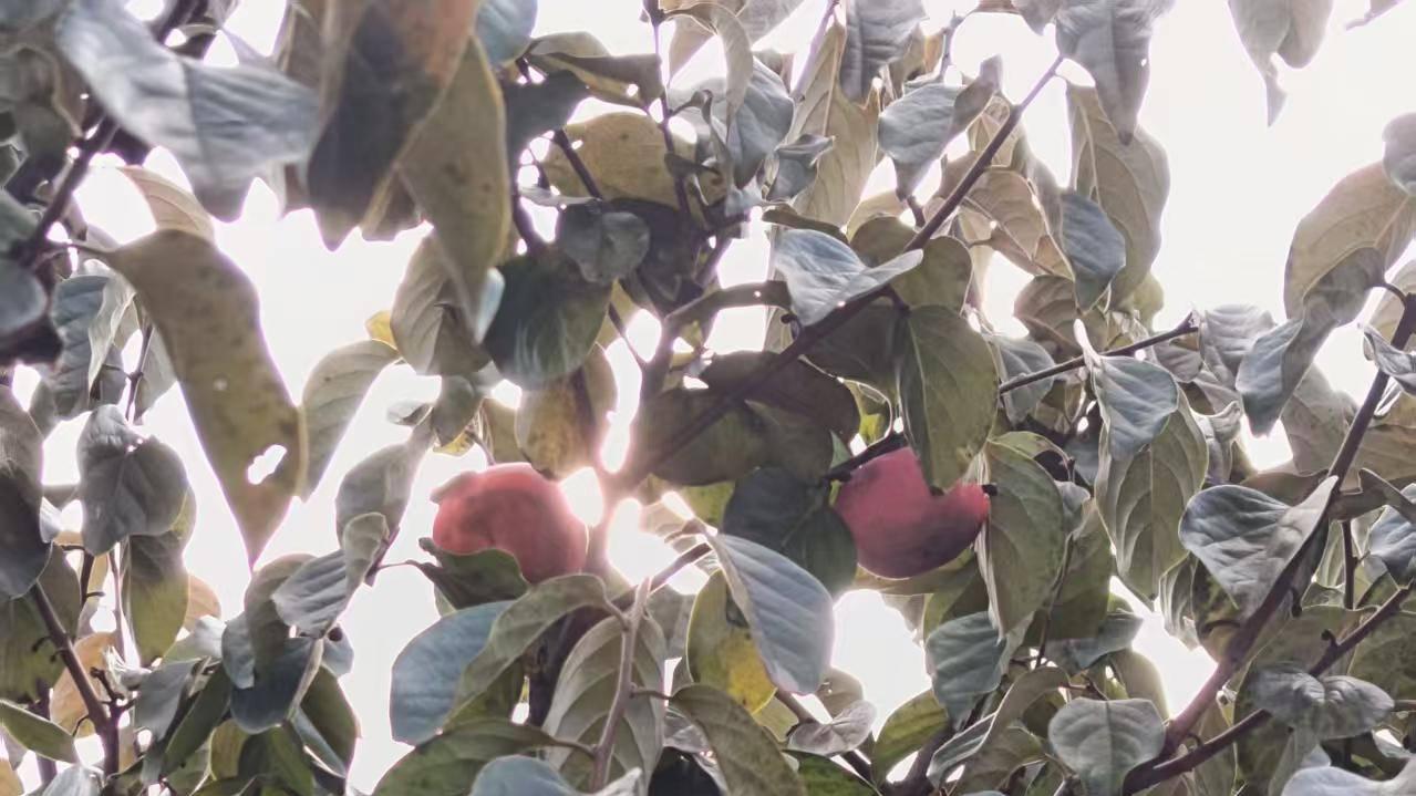 霜降后柿子红了