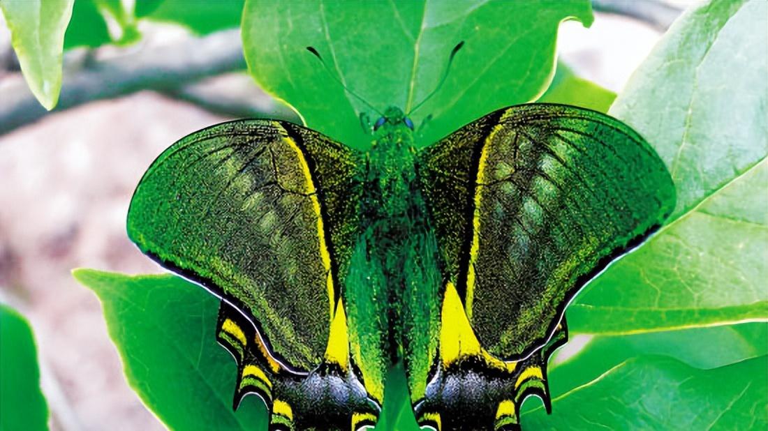 全球十大珍稀昆虫排行榜，世界上最罕见的昆虫