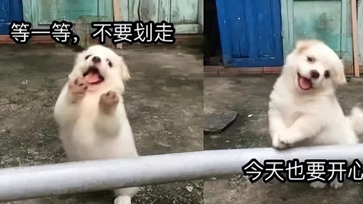 护发精油哪个品牌最好用？施华蔻是不是智商税？护发精油推荐女生