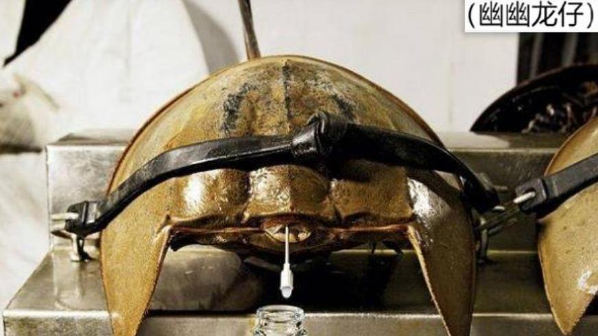 比恐龙早的活化石——鲎，酷似外星生物，其蓝色血液助力现代医疗