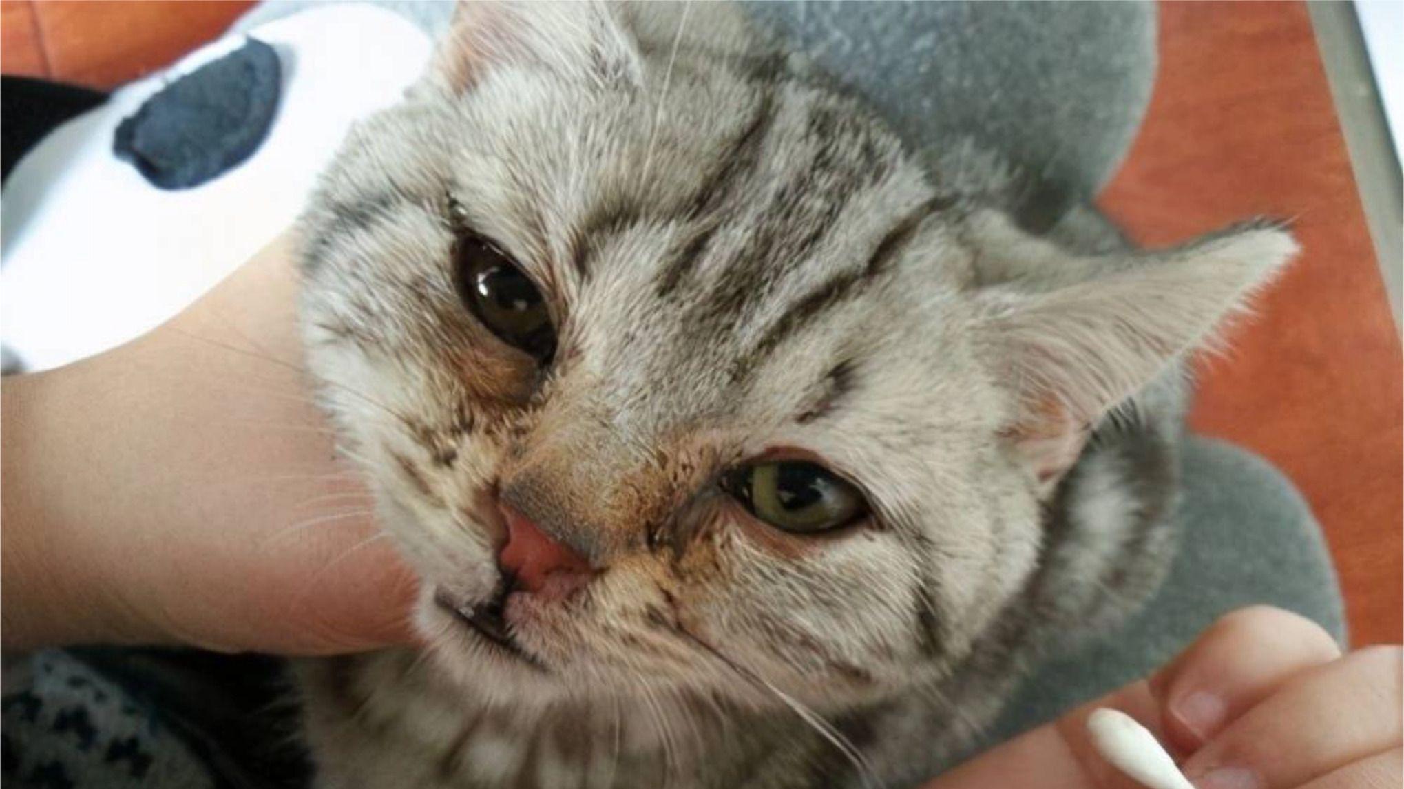 猫眼角总挂着眼屎？去泪痕有什么好方法？安全又便宜的泪痕猫粮