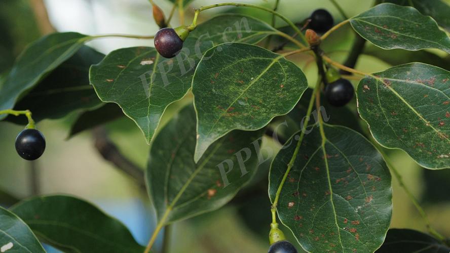 叶可驱邪、木能定痛——香樟