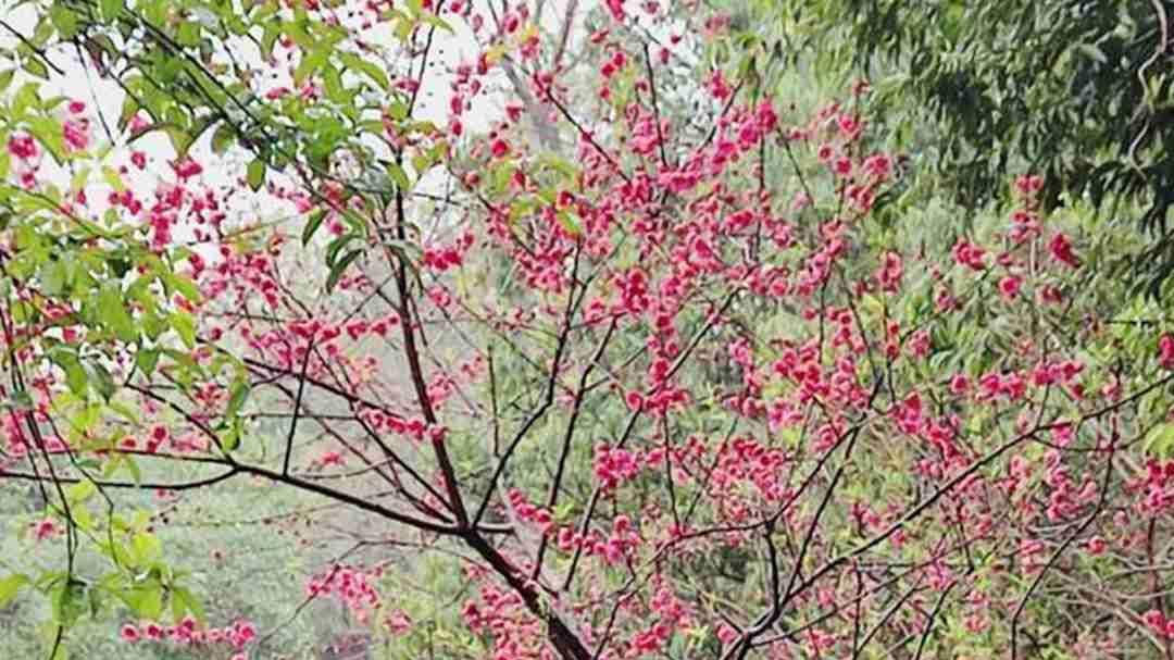 【遇见象山】春天的浪漫，桃花占一半，象山区这里的桃花已经开好了！