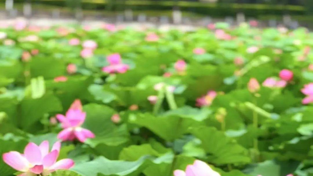 7月11号太原龙潭公园荷花实拍：风动荷香，美到心醉