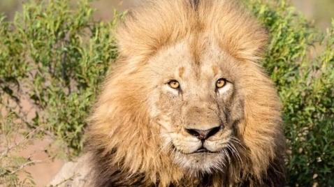 "重归猎场：曾让海洋颤栗的泰坦狮群回来了"