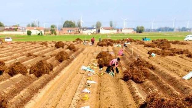 山药种植施肥有技巧，分层深施保墒情，根茎粗壮品质高