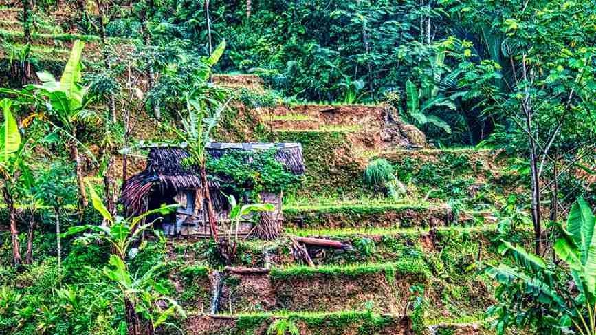 山药浅生槽定向种植，块茎垂直生长与采收优化，降低劳动强度