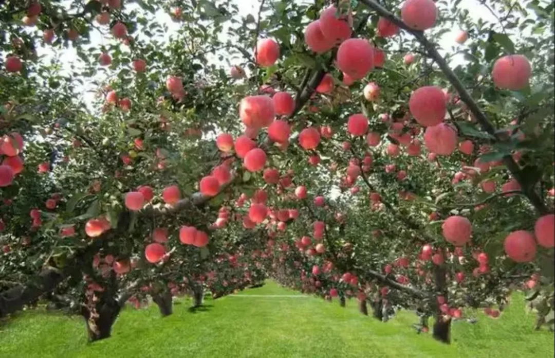 《跟着父亲丈量土地》系列散文之一：土地的四季