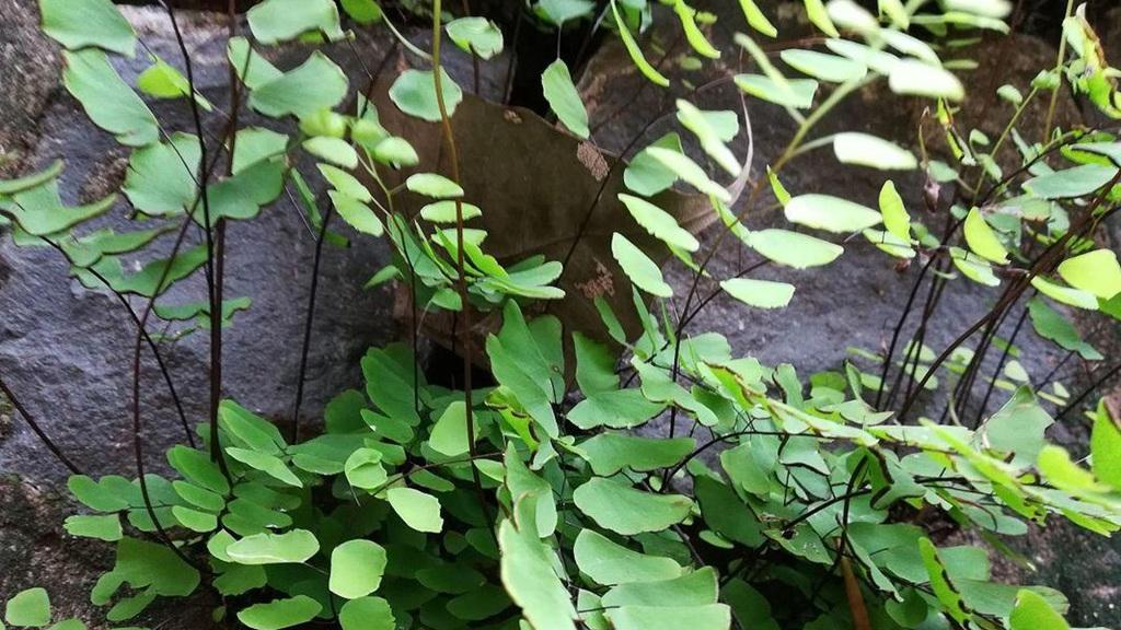 铁线蕨附生基质配方，岭南高温高湿环境，阳台悬吊种植法，孢子萌发率统计