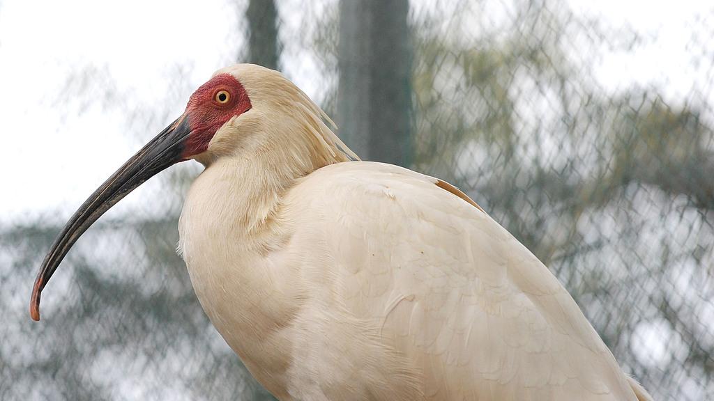 朱鹮：东方宝石的复原与繁育历程