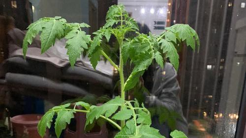 番茄种植推广遇阻，农户接受度较低，需逐步适应新作物