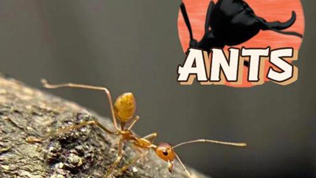 柬埔寨丛林惊现黄金蚁群！筑巢速度破纪录，建筑物自带防雨系统