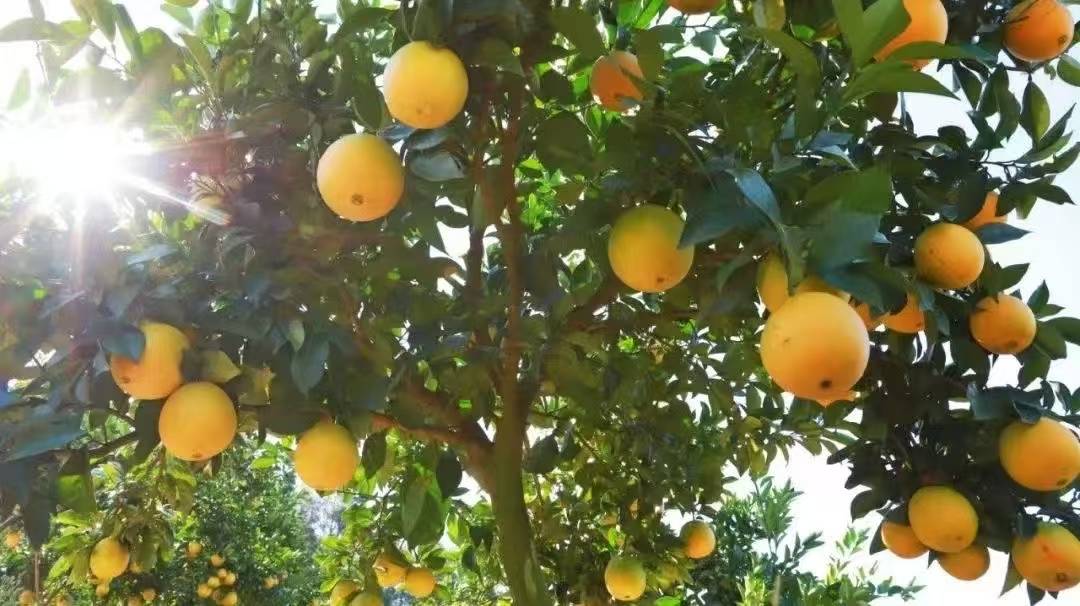 赣品进京赣南脐橙：跨越千里用品质与文化，打动北京人味蕾