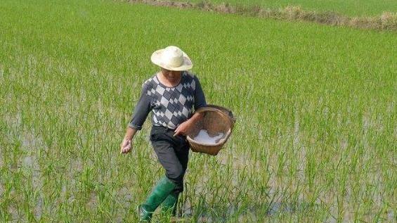 想用有机肥追肥？这4个问题你得知道，否则事倍功半！