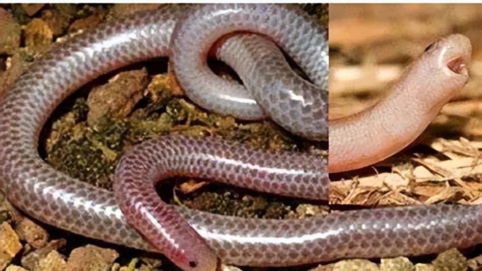 蛇类“吉尼斯”大赏：盘点那些令人惊叹的蛇中之最