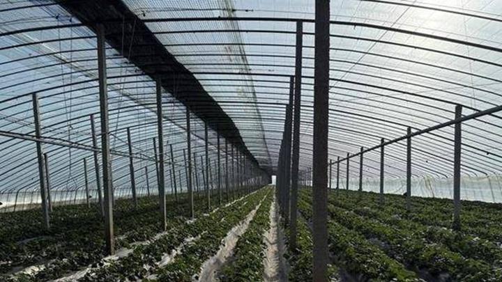 草莓抗盐砧木嫁接技术，沿海滩涂盐雾侵蚀防治，防风林带建设要点解析