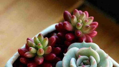 露娜多层架设种植，15天采收嫩芽，北方大棚湿度控制，营养液EC值调节