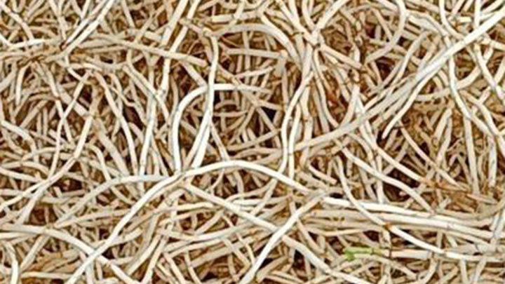 鱼腥草扦插繁殖技术探讨，生根困难成因分析，新型促根药剂应用效果