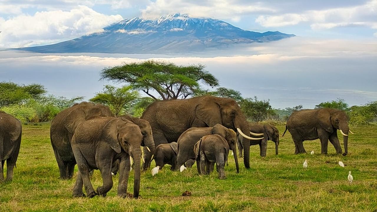 最新！河南发现3000年前驯象部落，原来河南人古代真能驯服大象啊