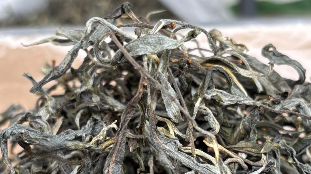 被直播绞杀的茶农：把茶商逼走后，茶农的日子更难了！