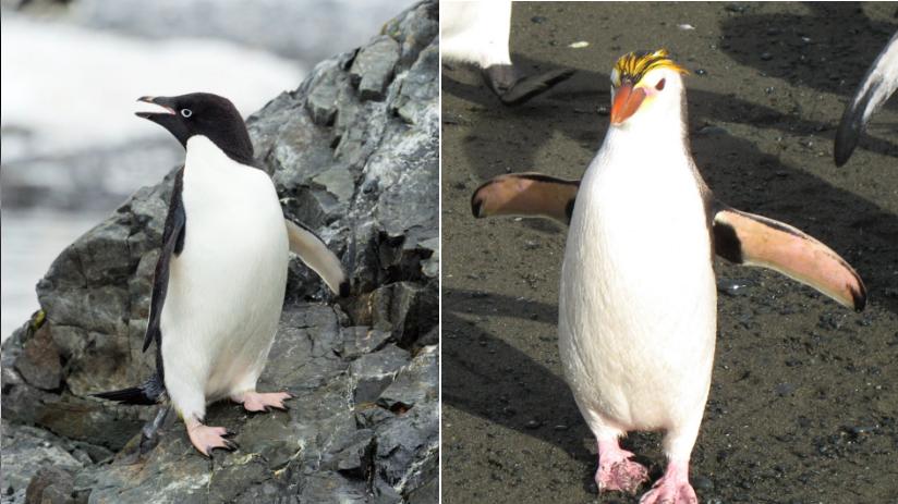 最近爆火的“高雅人士”企鹅表情包，究竟什么来头？