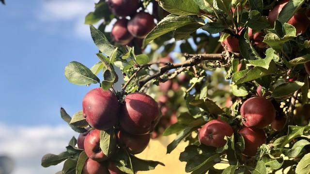 苹果的15个冷知识，第三个很多人不知道，你知道多少？