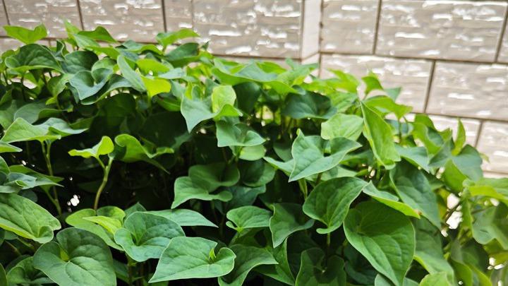 水体酸碱度监测与调节，茎腐病药剂防治技术，江苏湖泊鱼腥草种植案例分析