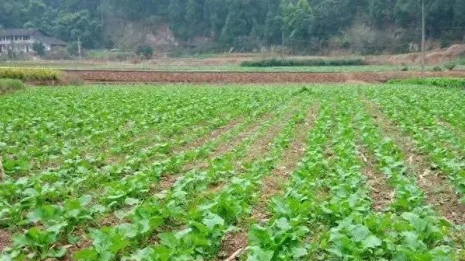 油菜种植：密植还是稀植更高产？你怎么看？
