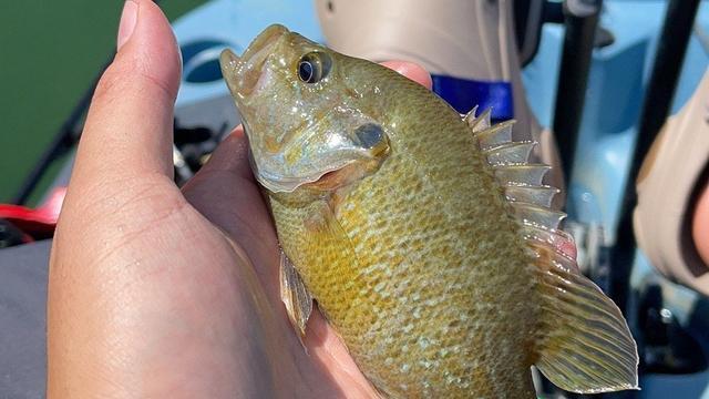 真正的外来入侵一哥，肉质远胜罗非鱼，钓鱼佬：希望它能泛滥