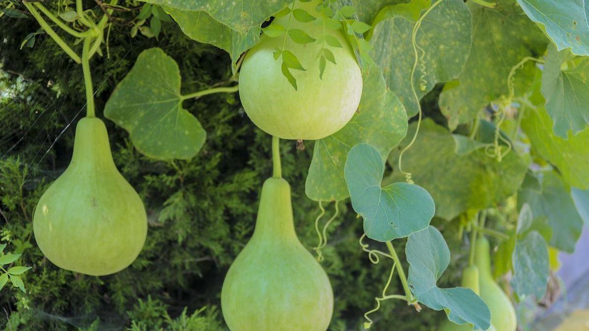 如何在春露地高效种菜葫芦？关键时间和方法揭秘