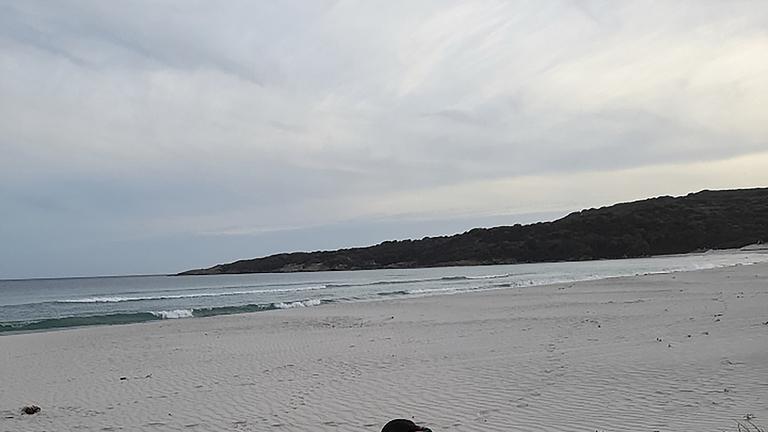 帝王企鹅：南极严寒中的团队育儿冠军