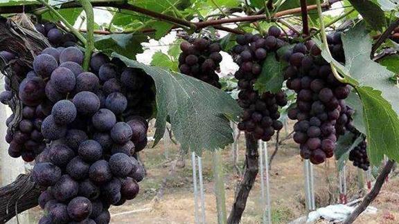 葡萄园天敌引入技术研究，草蛉释放密度优化方案，全生育期监控与生物防治网络构建